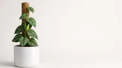 Warum dein Skindapsus nicht blüht und was wirklich hilft